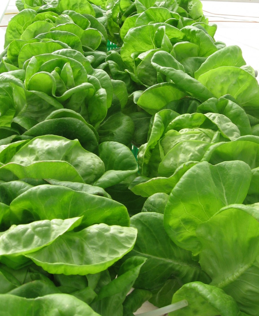 Happy, Healthy Lettuce